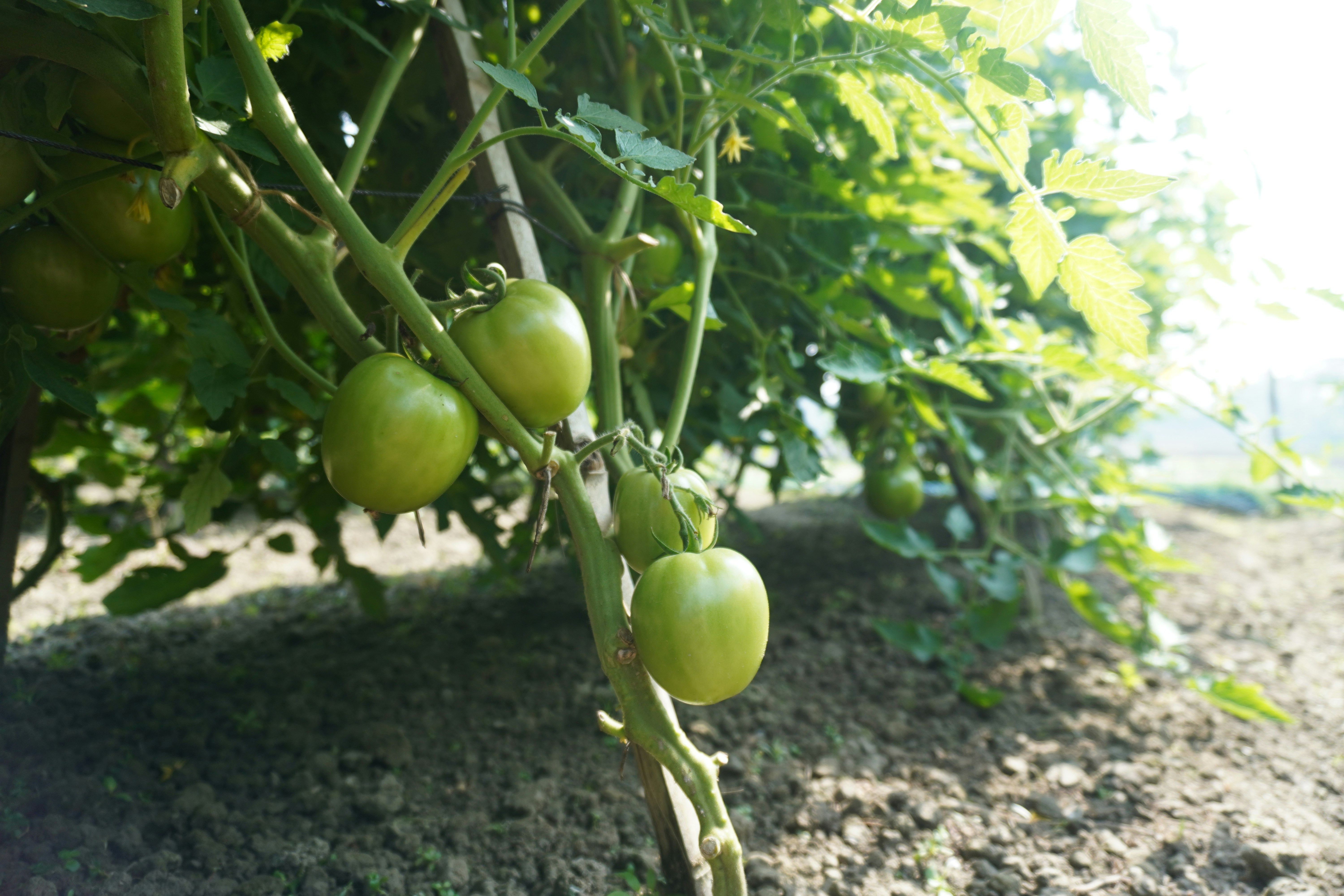 Taille et formation des plants de tomates