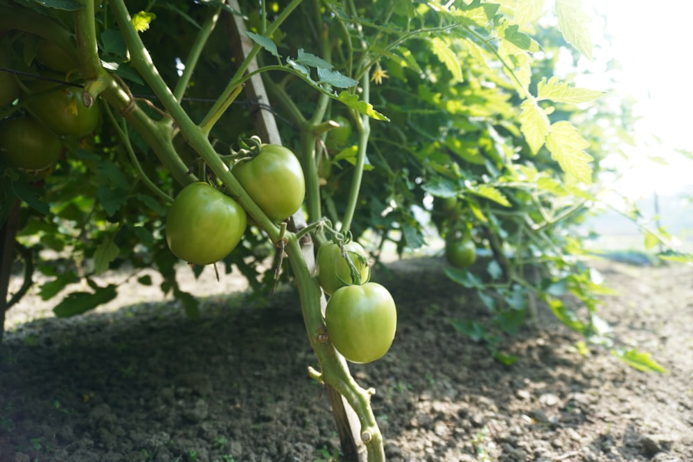 a bunch of green tomatoes growing on a vine