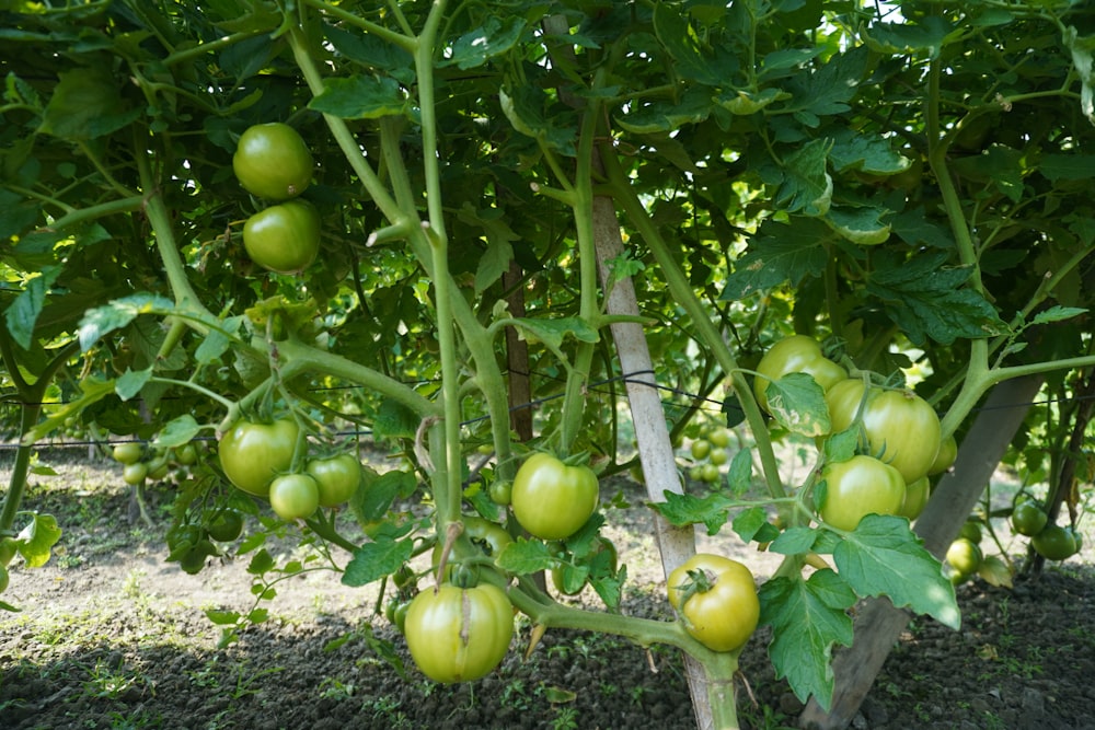 a bunch of green tomatoes growing in a garden