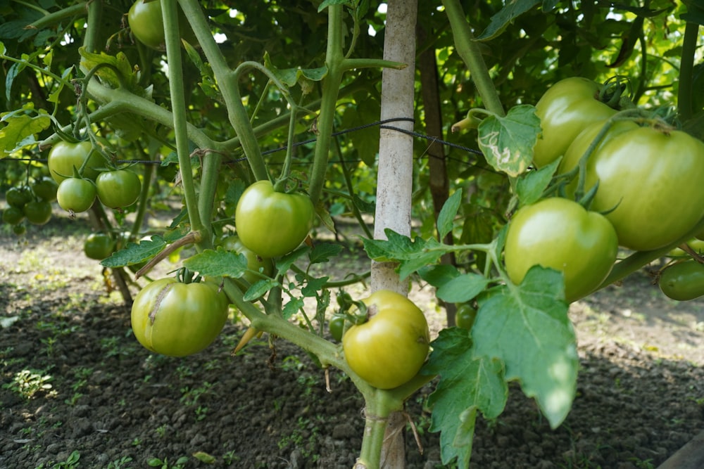 a bunch of green tomatoes growing on a tree