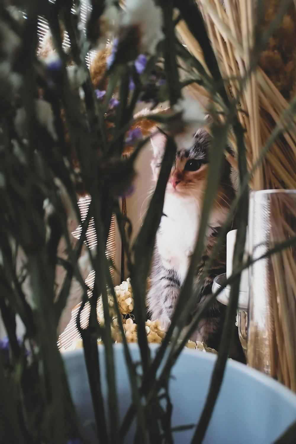 a cat sitting in a basket next to a plant