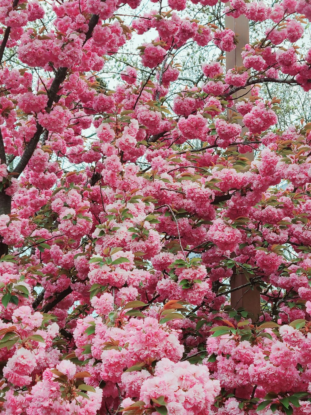 pink flowers are blooming on a tree