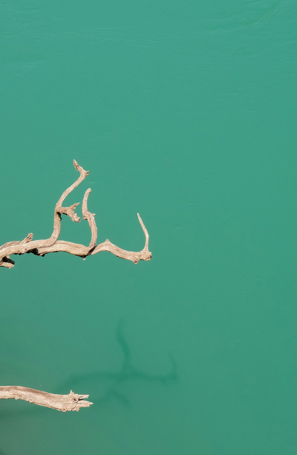 a tree branch sticking out of the water