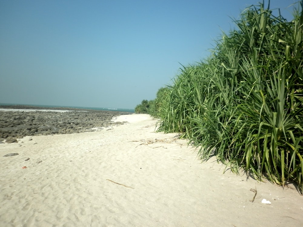 a sandy beach next to a body of water