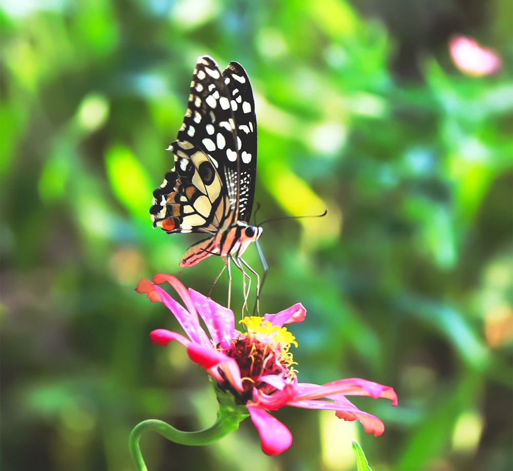 a butterfly sitting on top of a pink flower