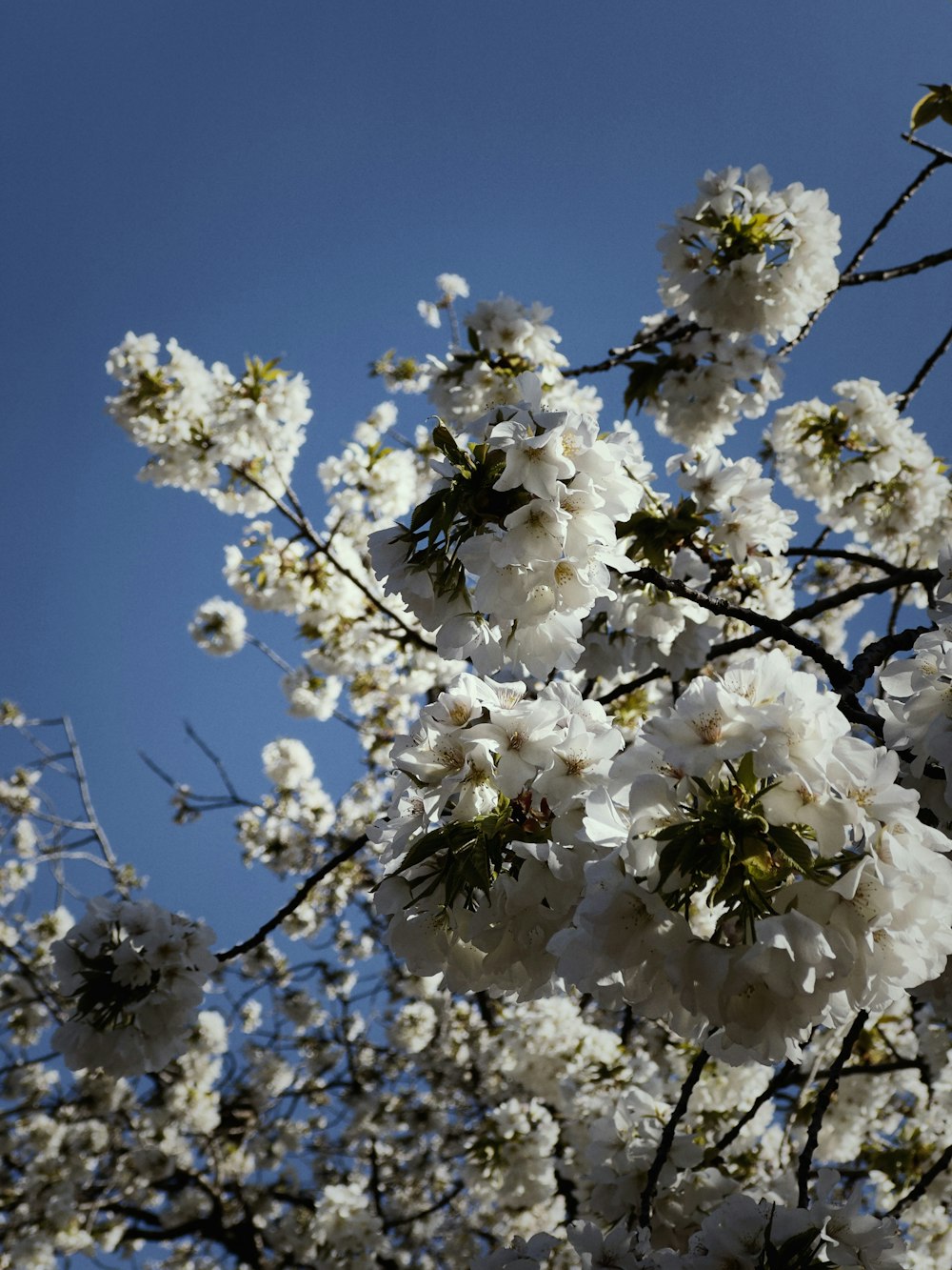 a tree with white flowers and a blue sky in the background