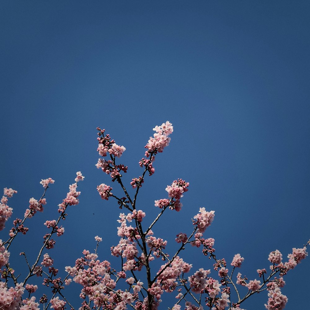 a tree with pink flowers against a blue sky