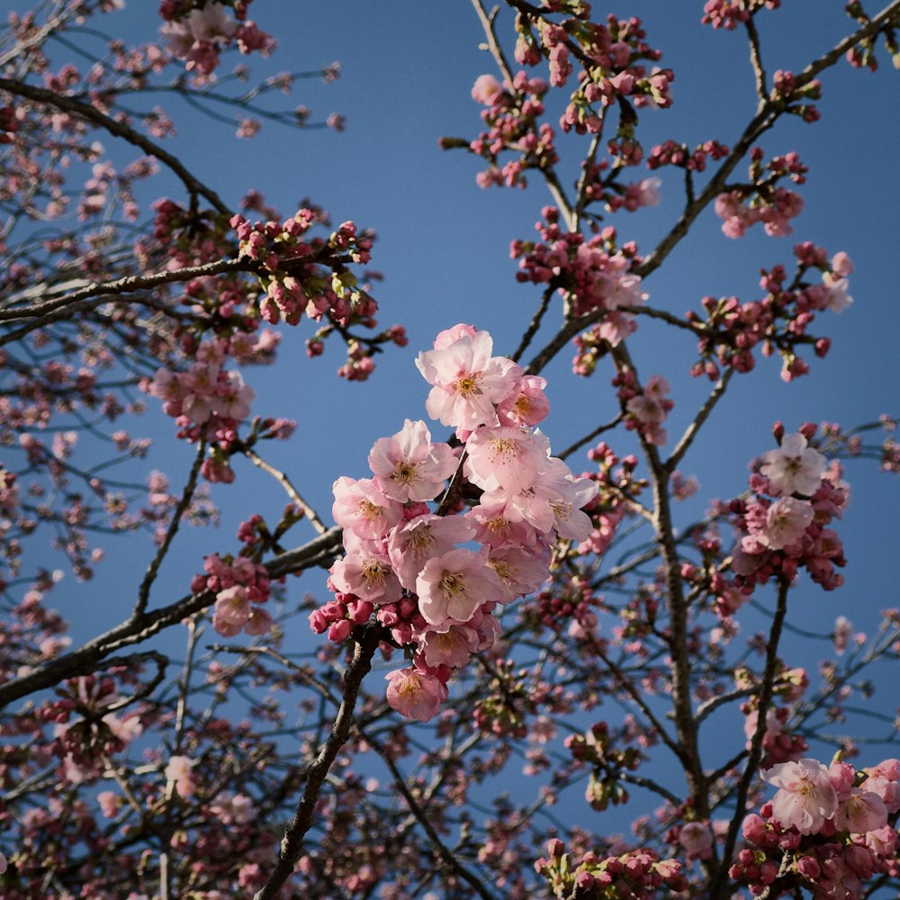 a tree with lots of pink flowers on it