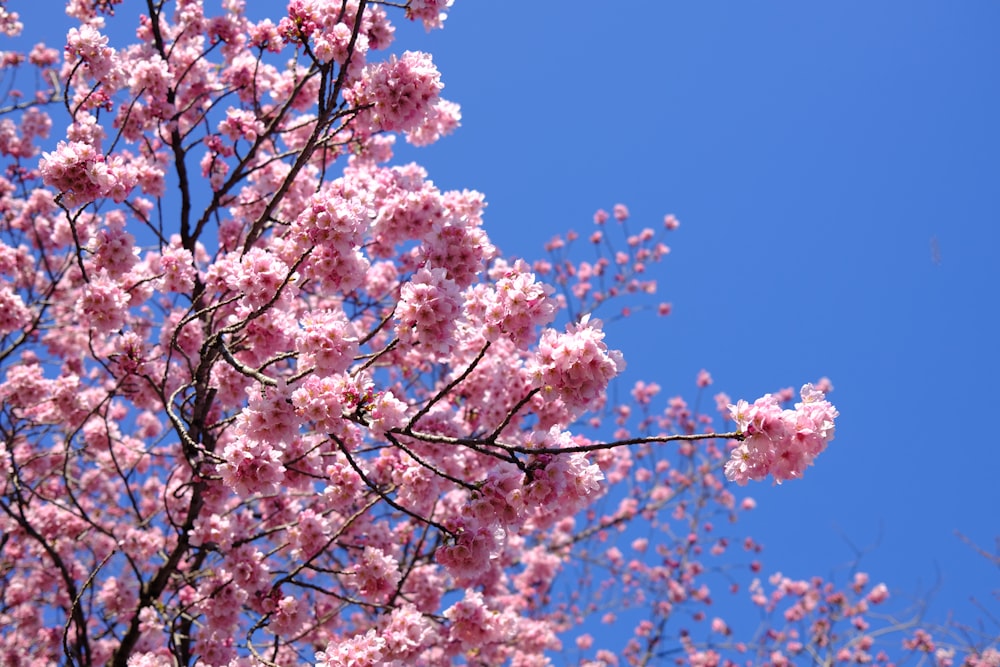 a pink flowered tree with a blue sky in the background