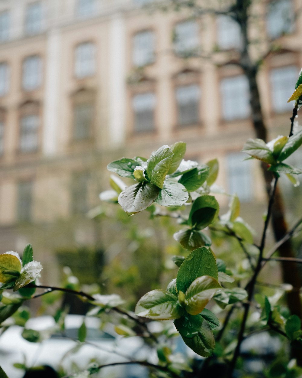 a close up of a tree with leaves and a building in the background