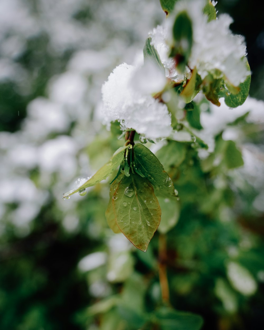 a close up of snow on a tree branch