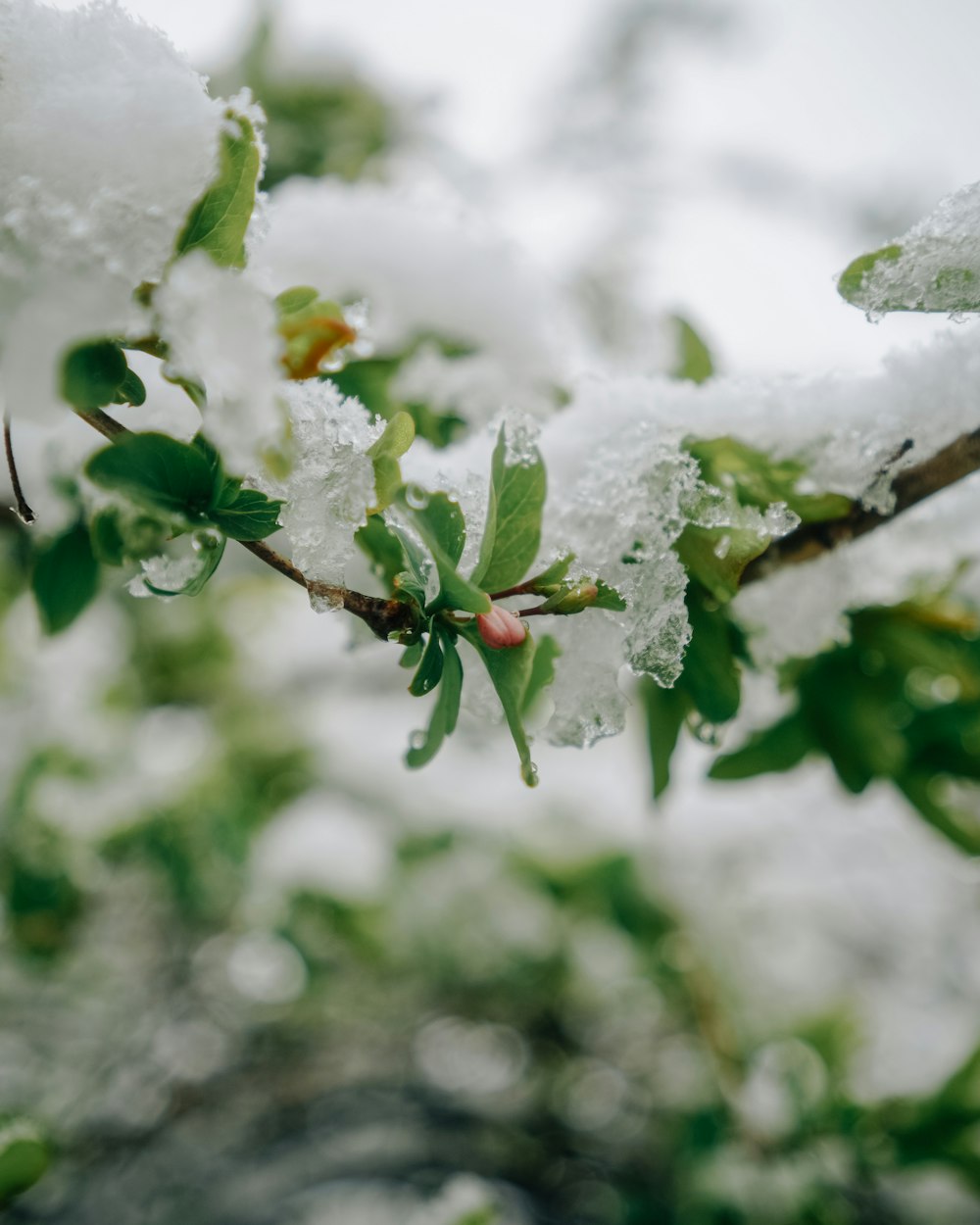 a close up of snow on a tree branch