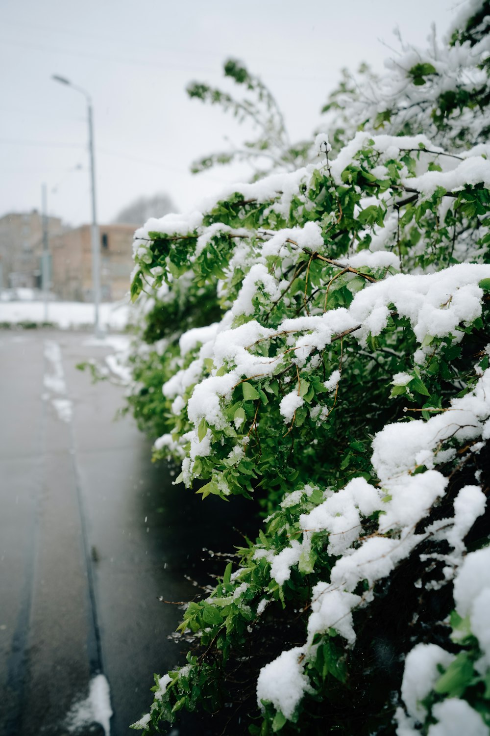 a snow covered tree next to a street