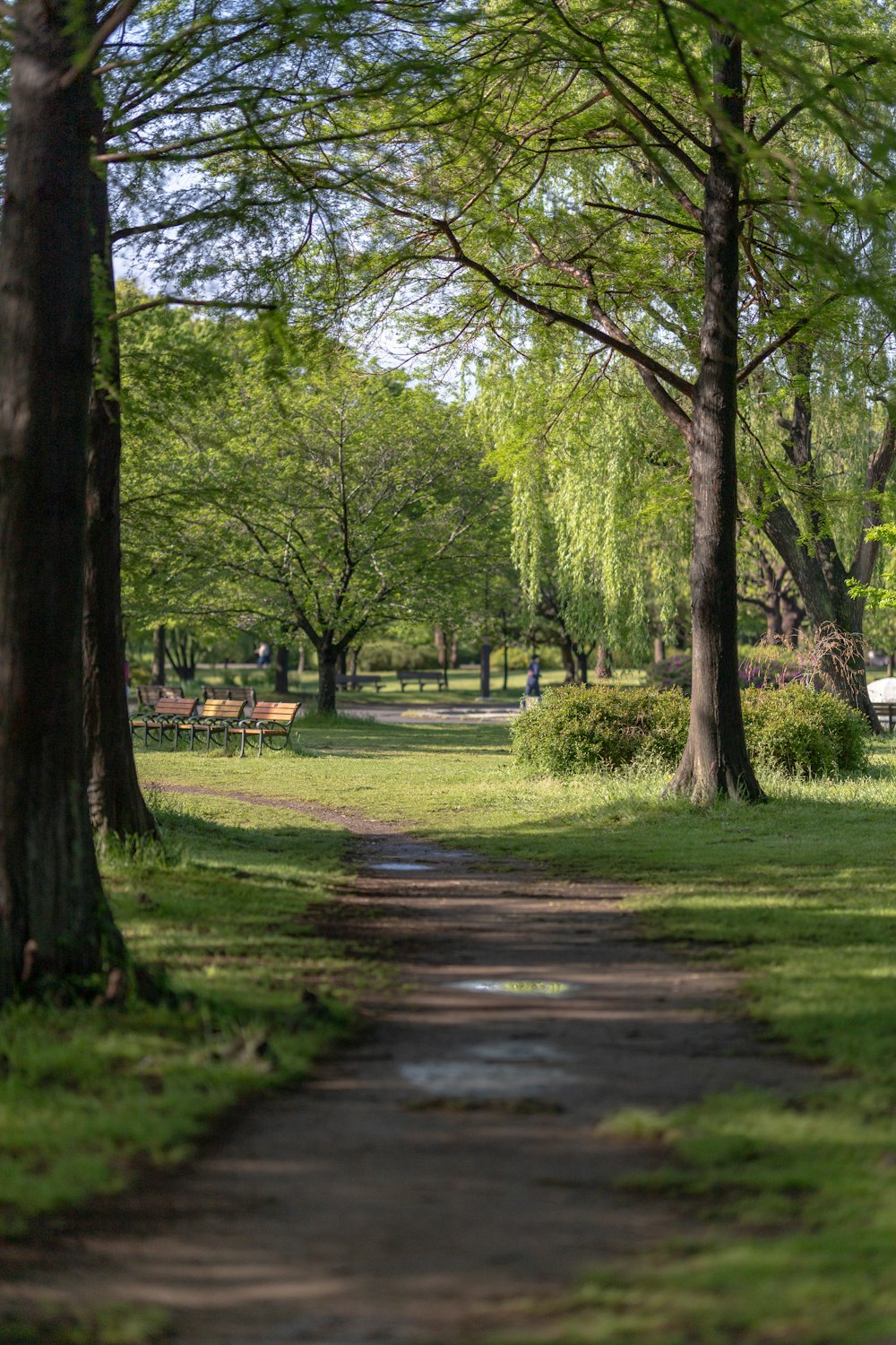 a path in a park with trees and benches