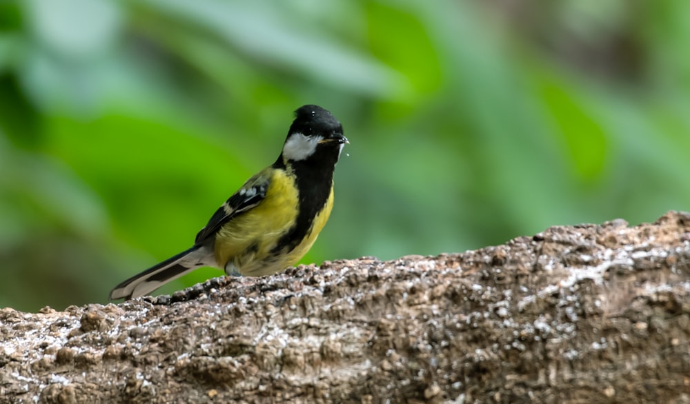 a yellow and black bird sitting on a tree branch