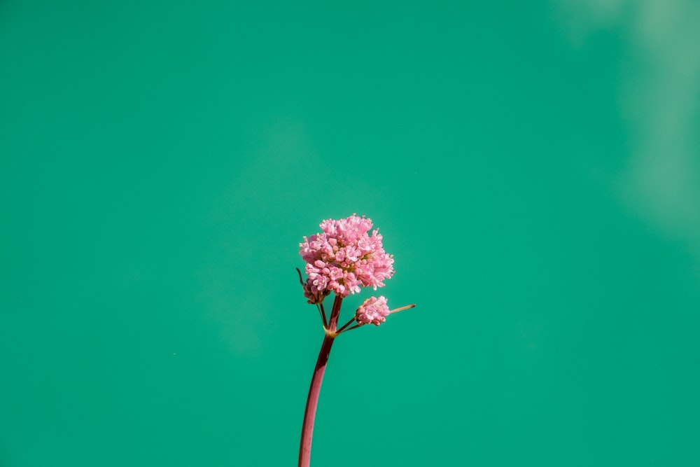 a single pink flower on a stem against a green background