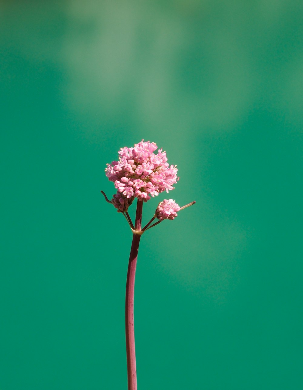 a single pink flower with a green background