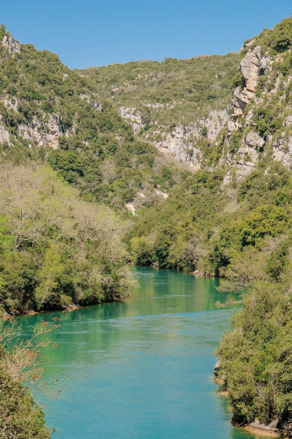 a river running through a lush green forest