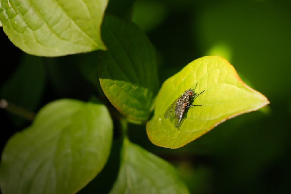 a bug sitting on top of a green leaf