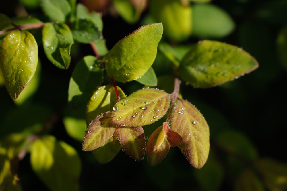 a close up of a leaf with drops of water on it