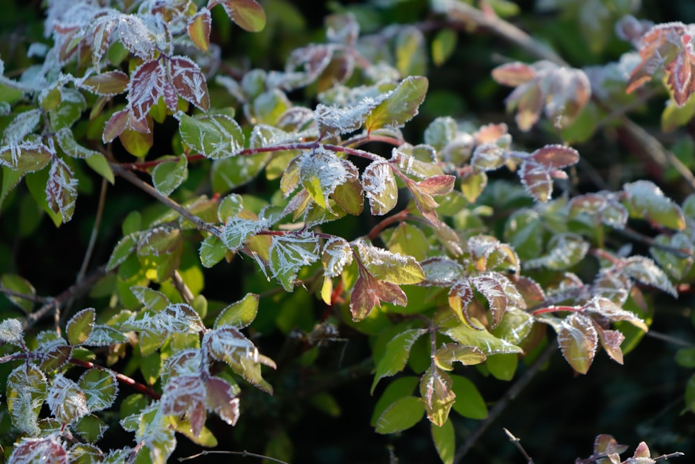 the leaves of a tree are covered in ice