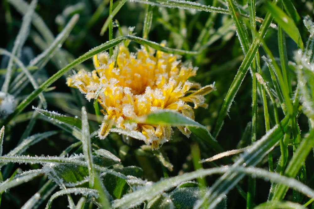 un primer plano de una flor amarilla en la hierba