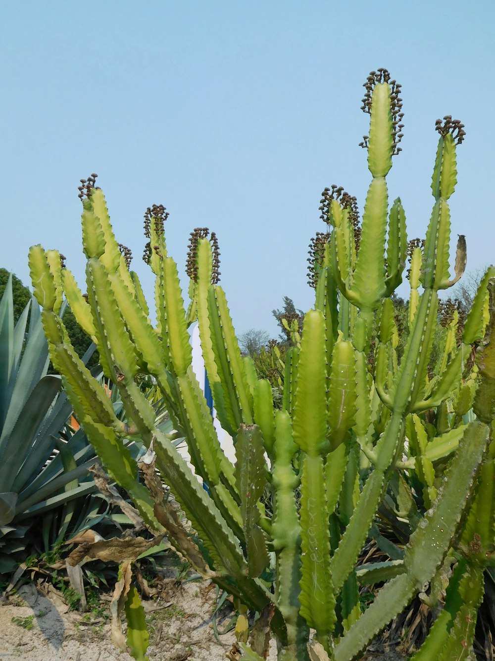 a large green cactus plant in a field