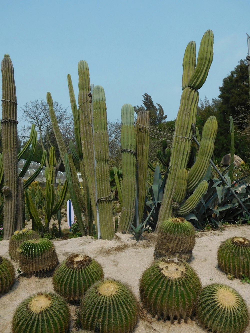 a bunch of cactus plants that are in the sand