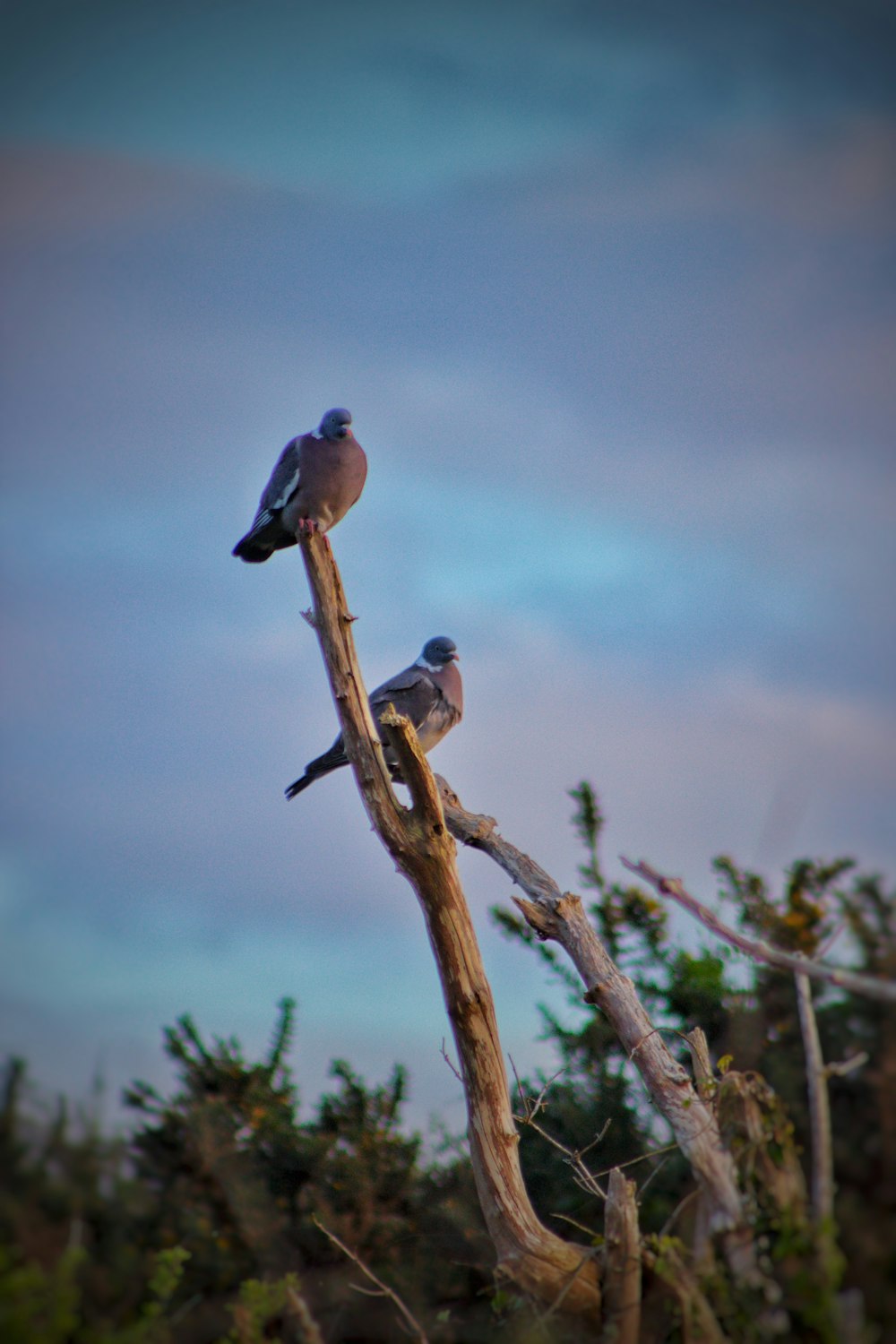 two birds are perched on a tree branch