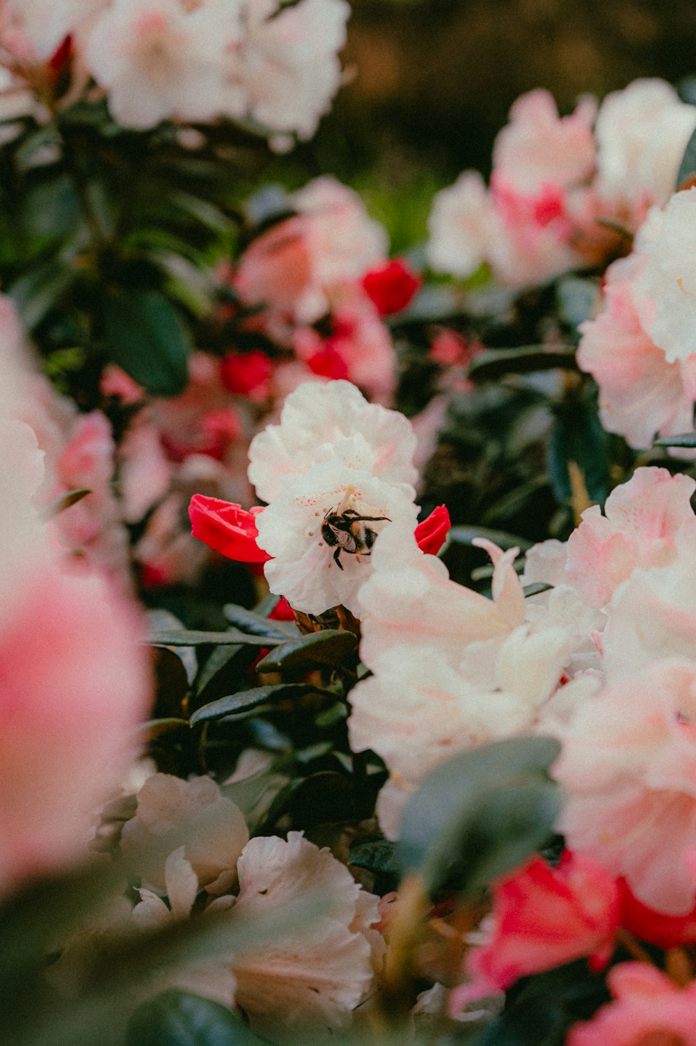 a bunch of pink and white flowers in a garden