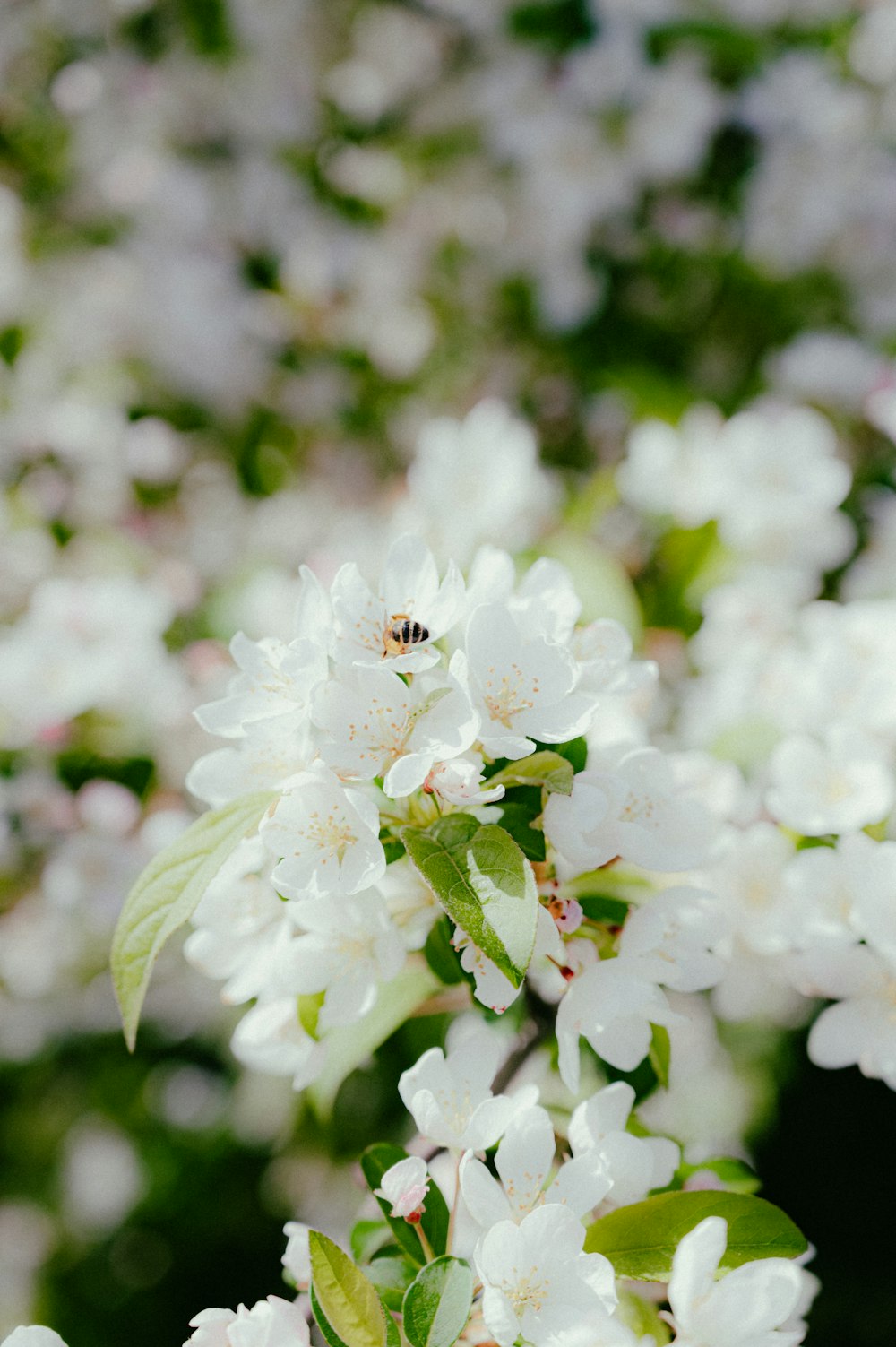 a bunch of white flowers that are on a tree