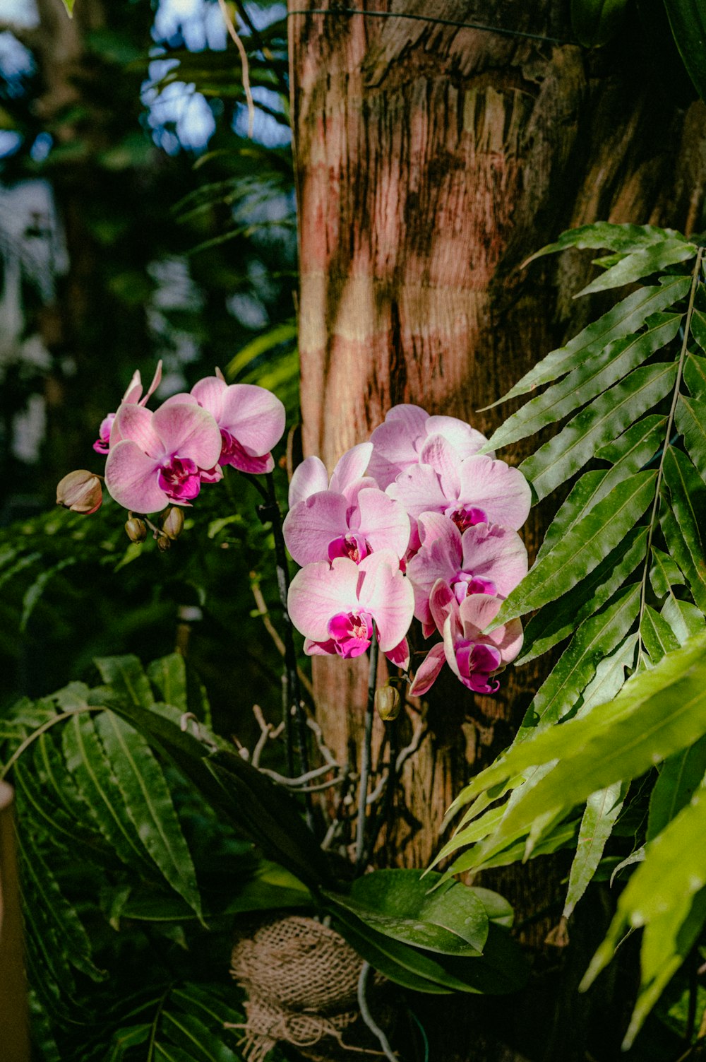 a pink flower sitting on top of a lush green forest