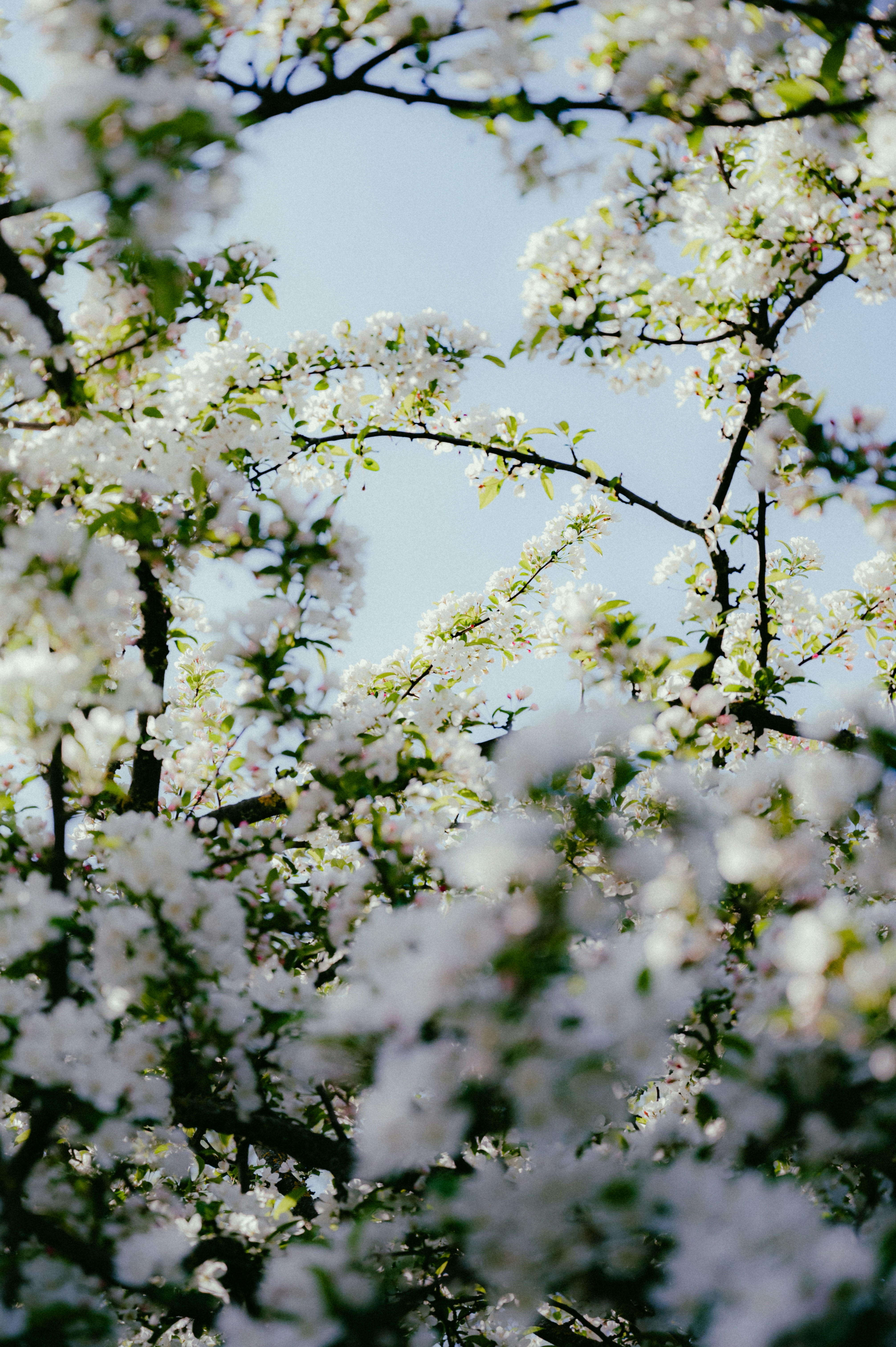 Photo by luca_severin