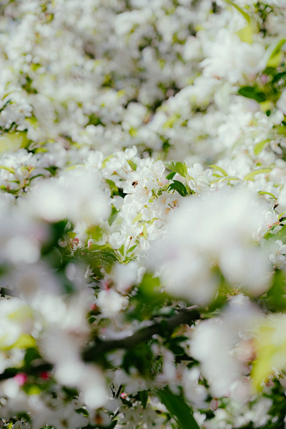 a tree filled with lots of white flowers