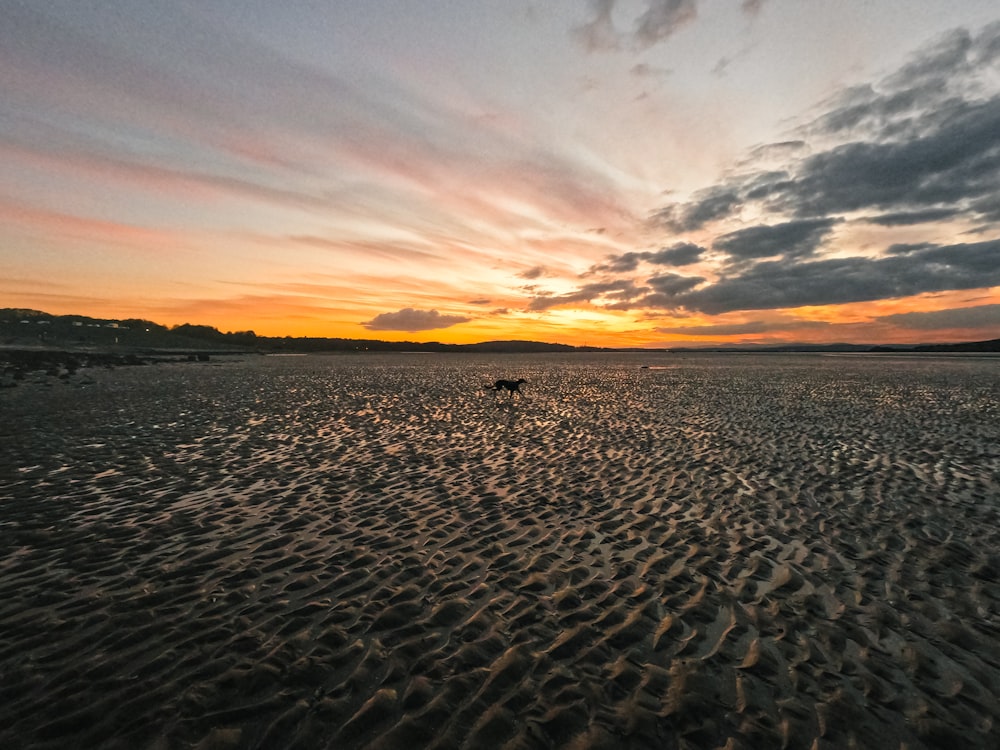 a dog is walking on the beach at sunset