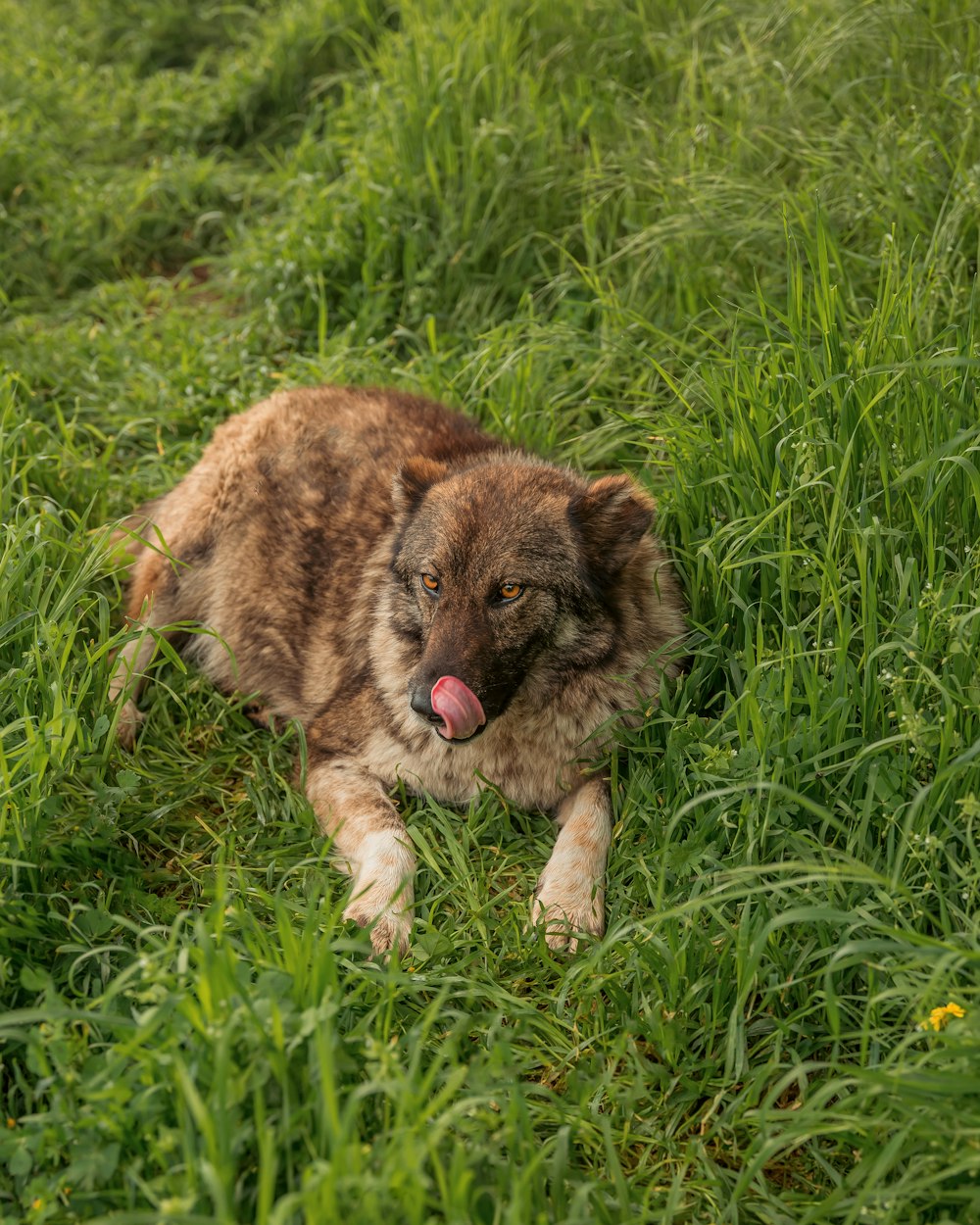a dog laying in the grass with its tongue out
