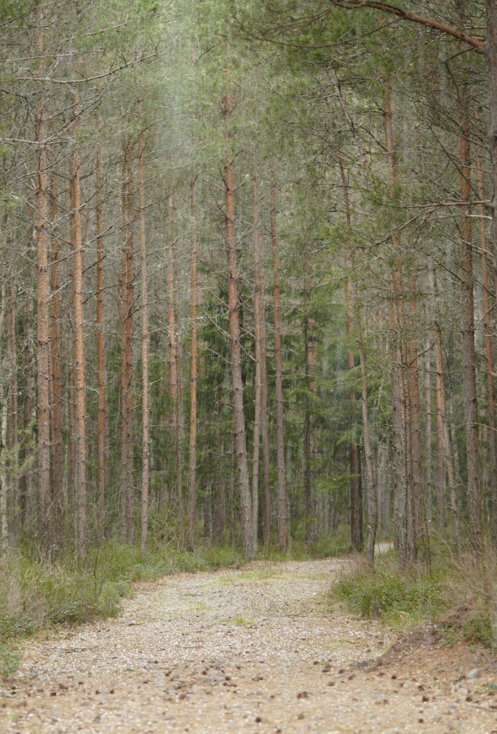 a dirt road in the middle of a forest