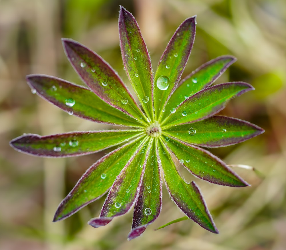 a close up of a flower with water droplets on it