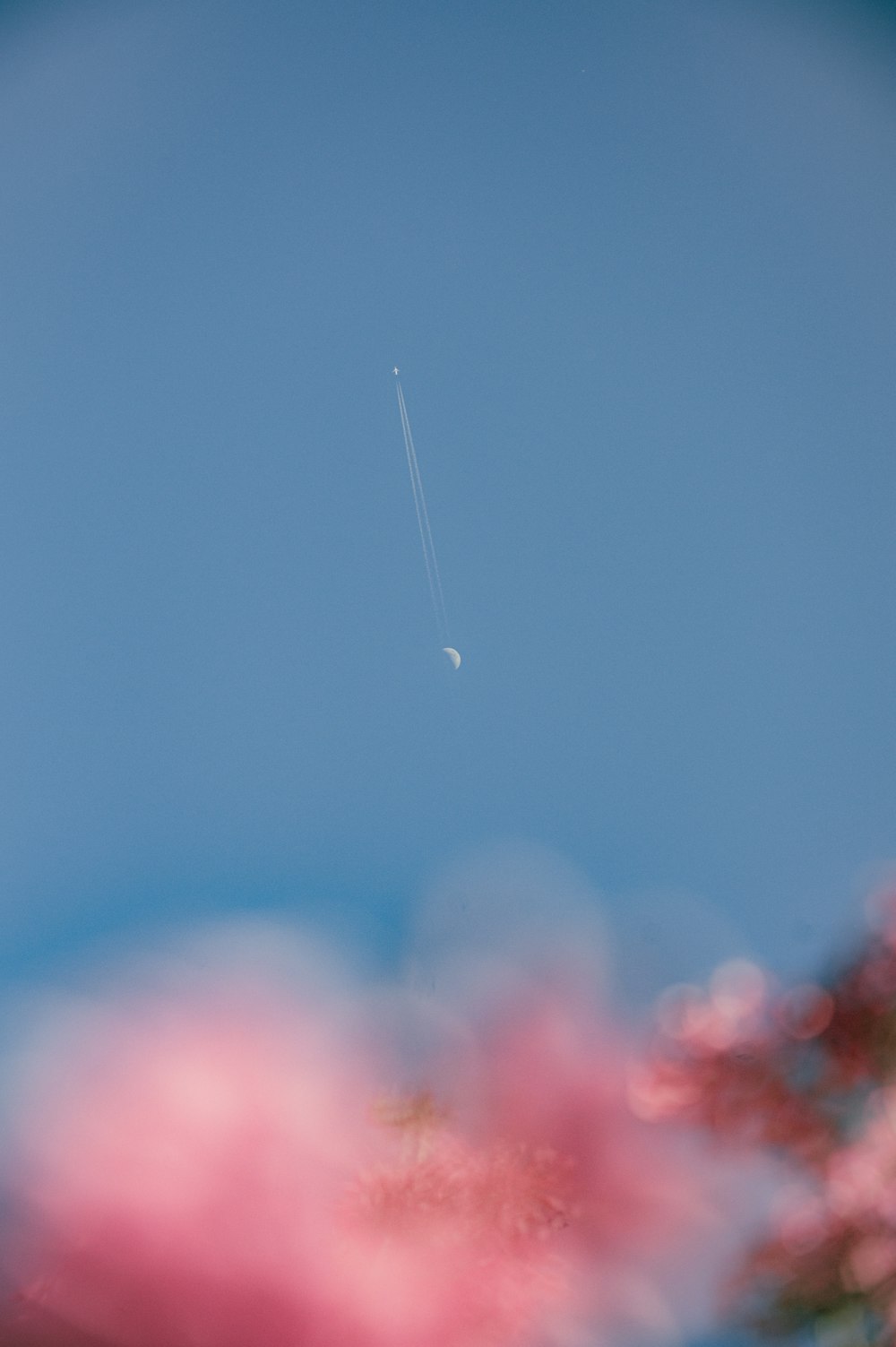 a plane flying through a blue sky with pink flowers