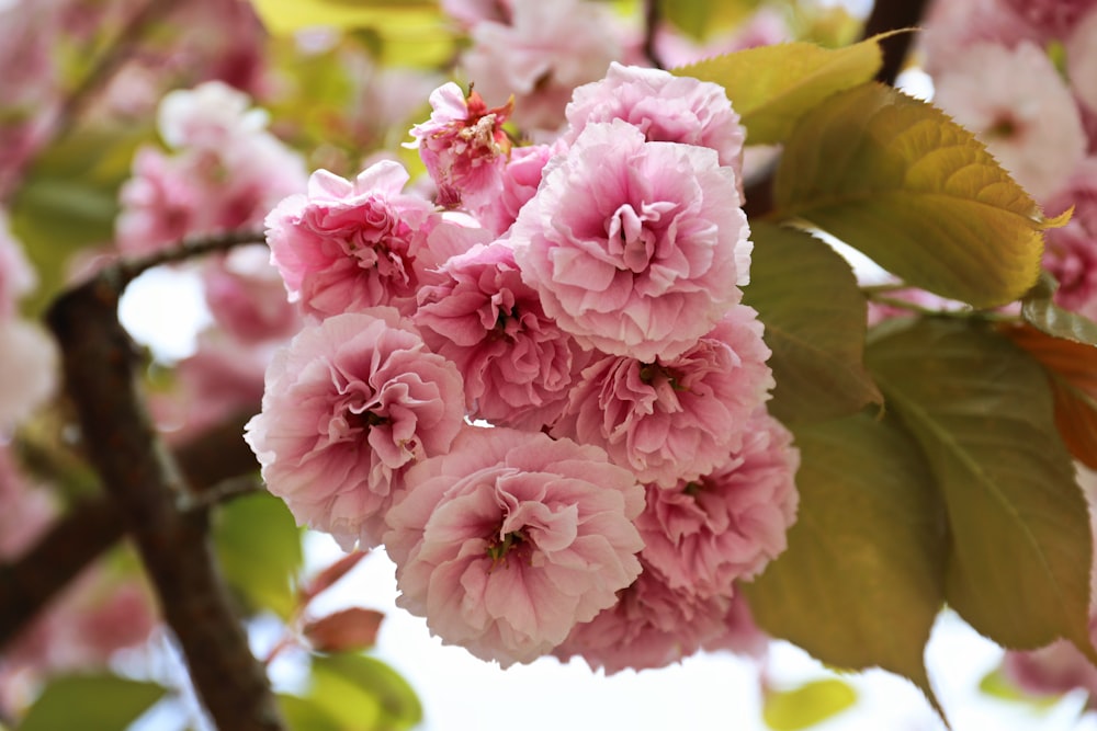 a close up of pink flowers on a tree