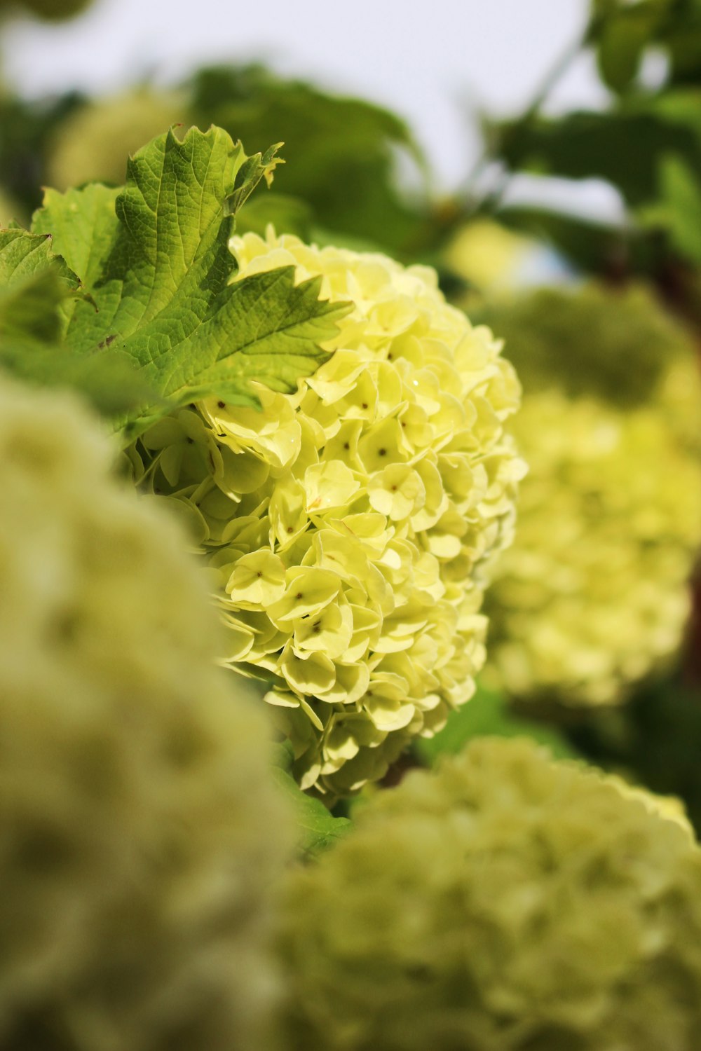 a close up of a bunch of yellow flowers