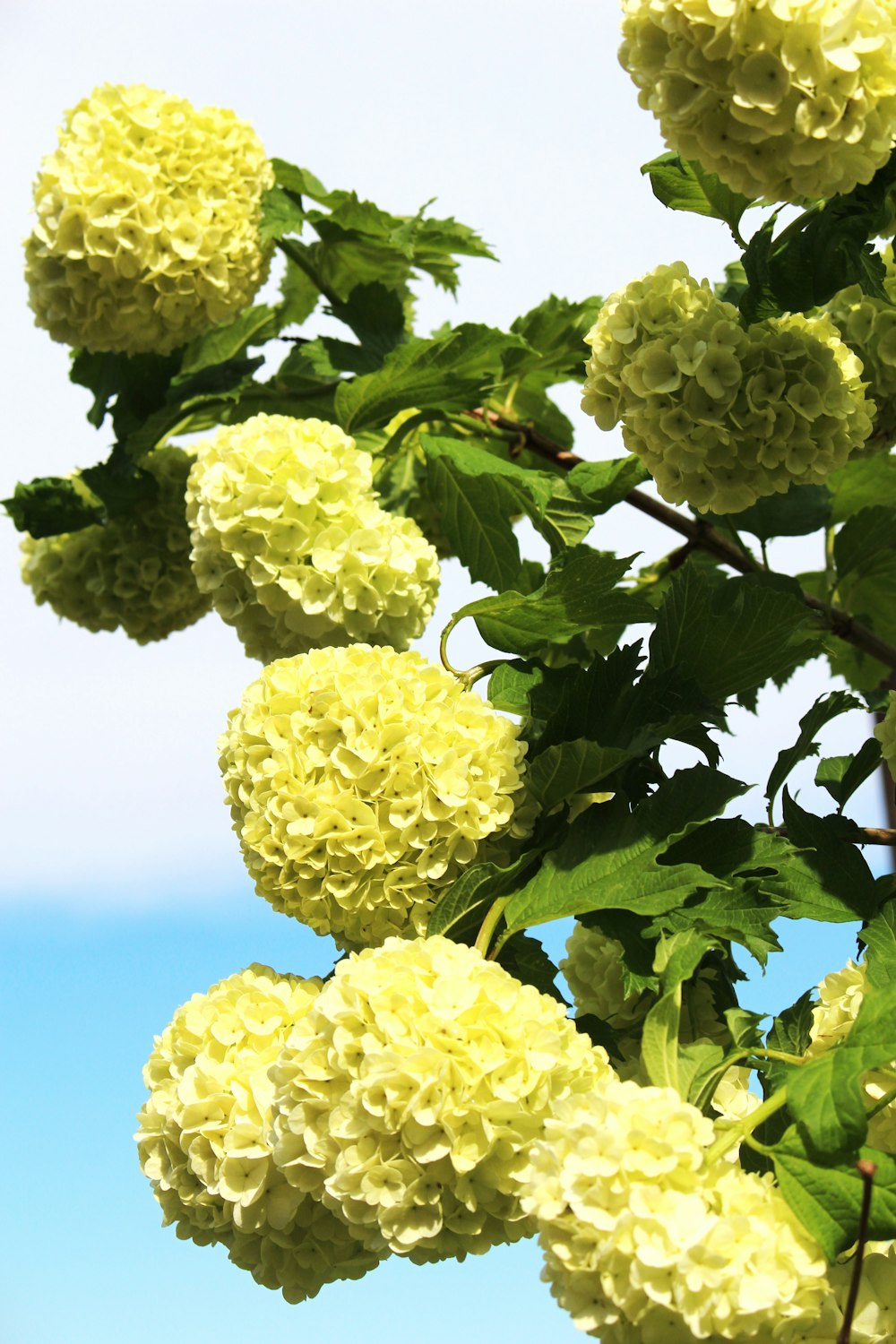 un primer plano de un árbol con flores amarillas