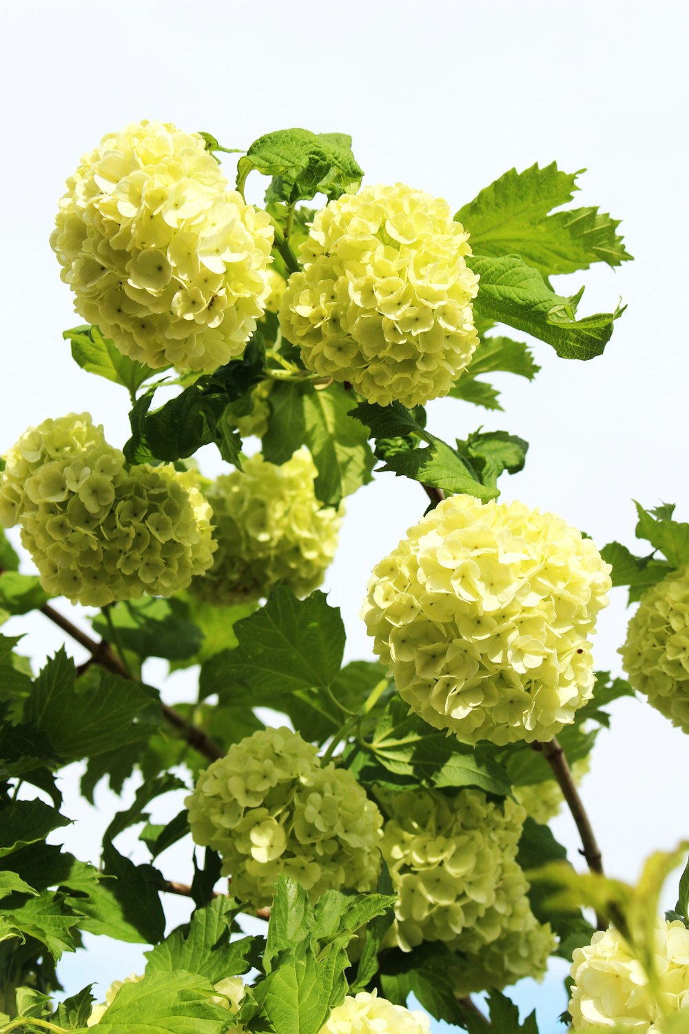 a close up of a tree with yellow flowers