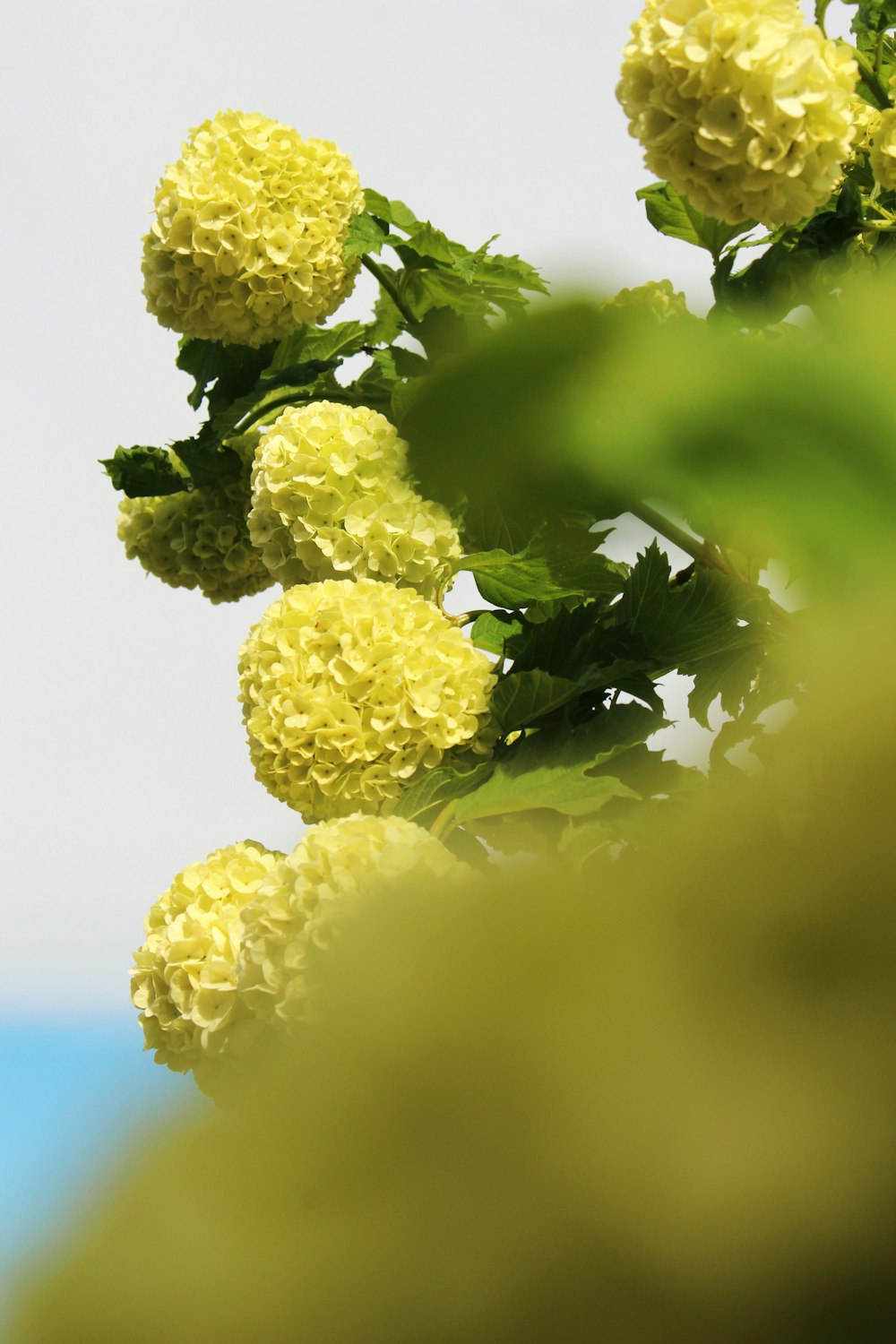 a close up of a bunch of yellow flowers