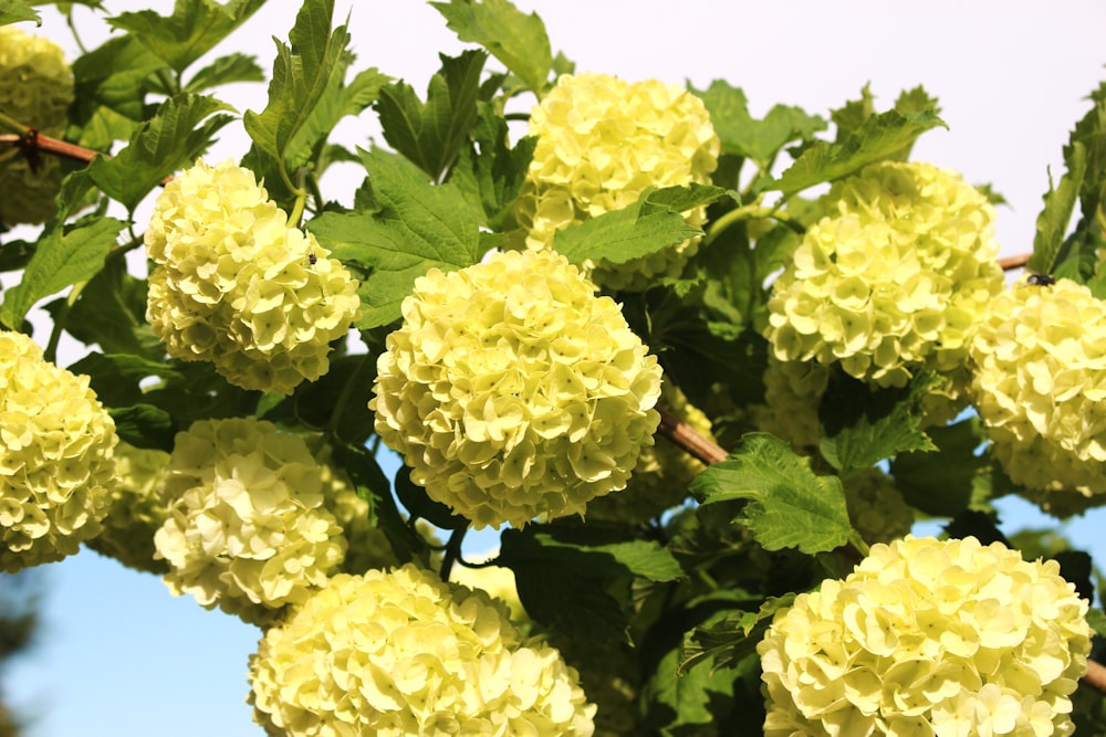 a bunch of yellow flowers with green leaves