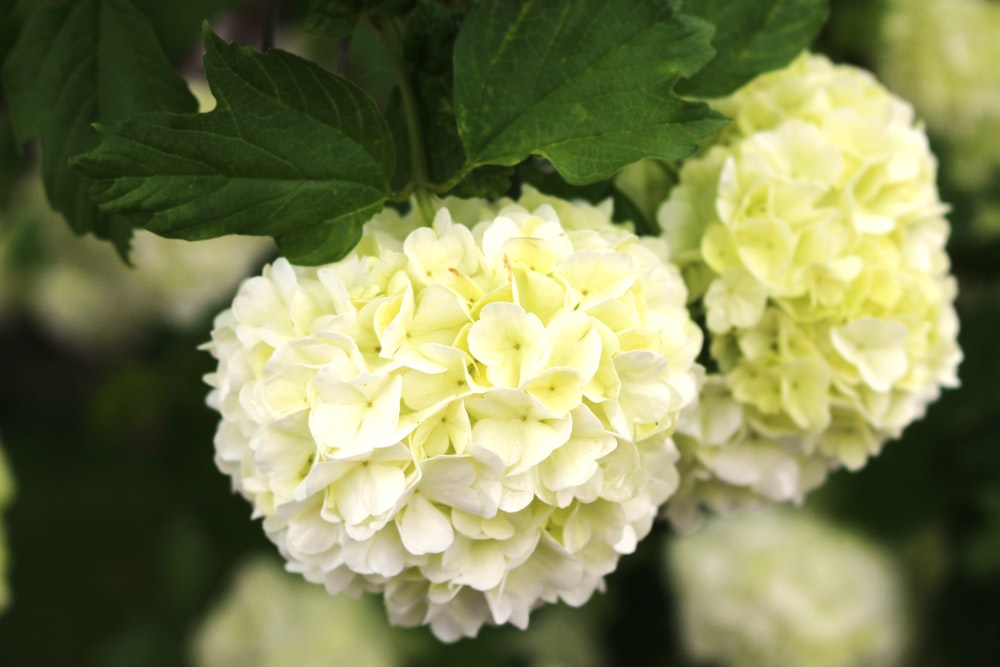 a group of white and yellow flowers with green leaves