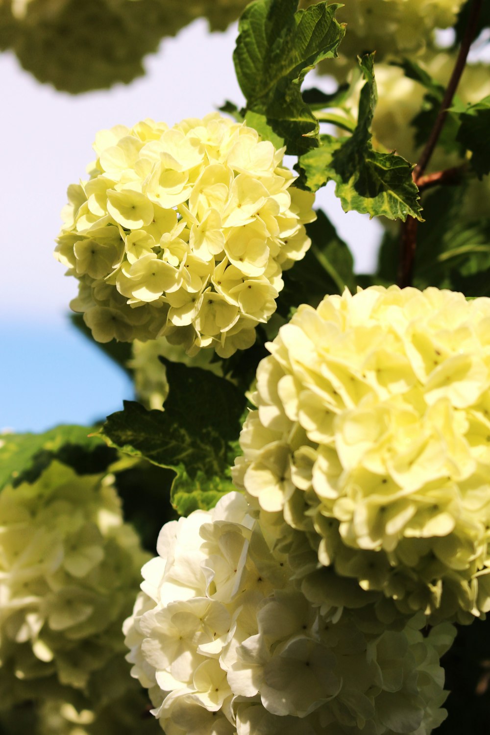 a bunch of yellow and white flowers on a tree