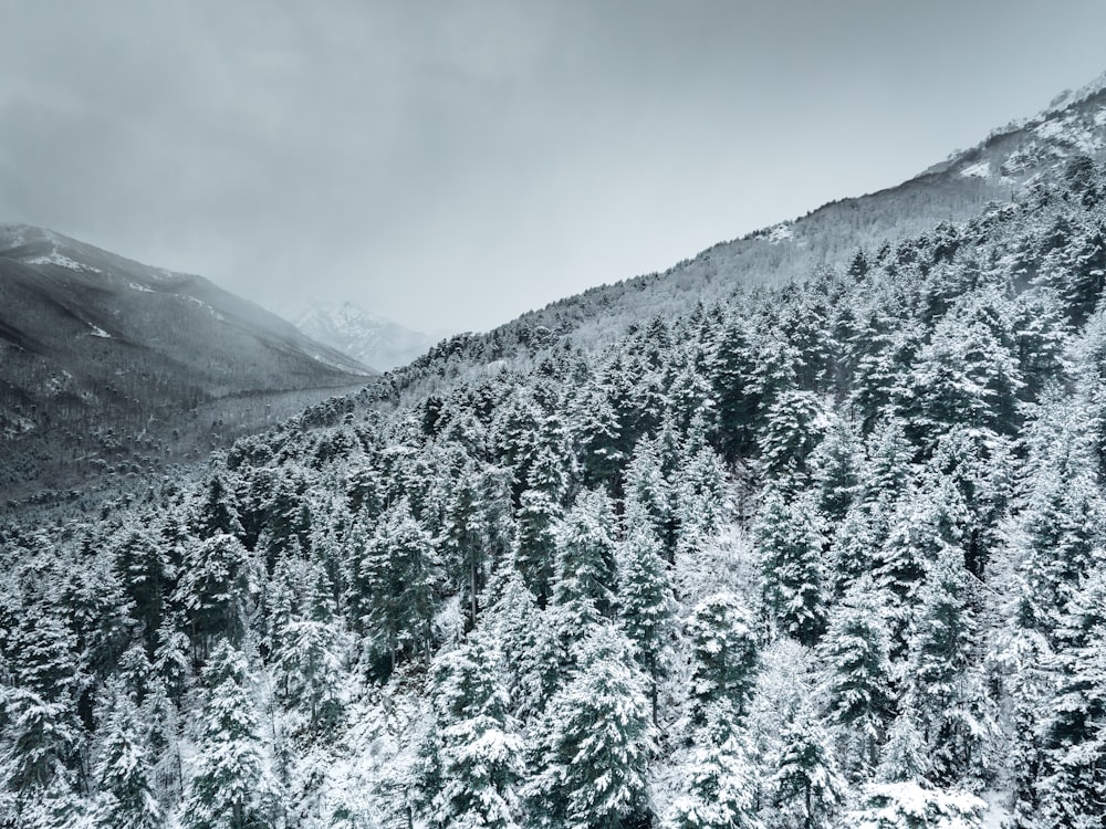 a mountain covered in snow next to a forest