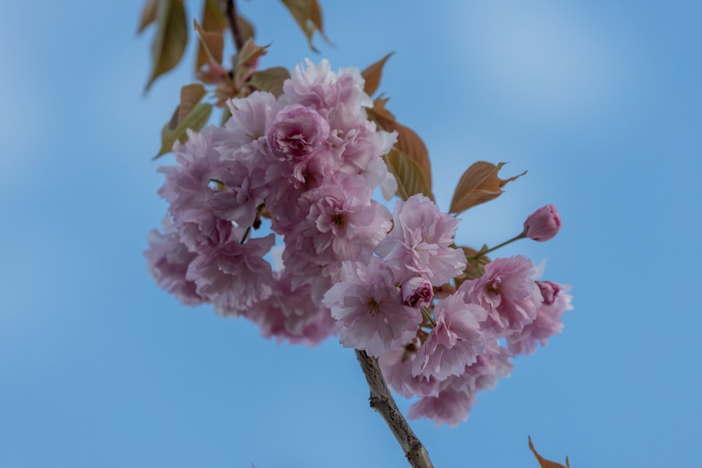 une branche avec des fleurs roses sur un ciel bleu