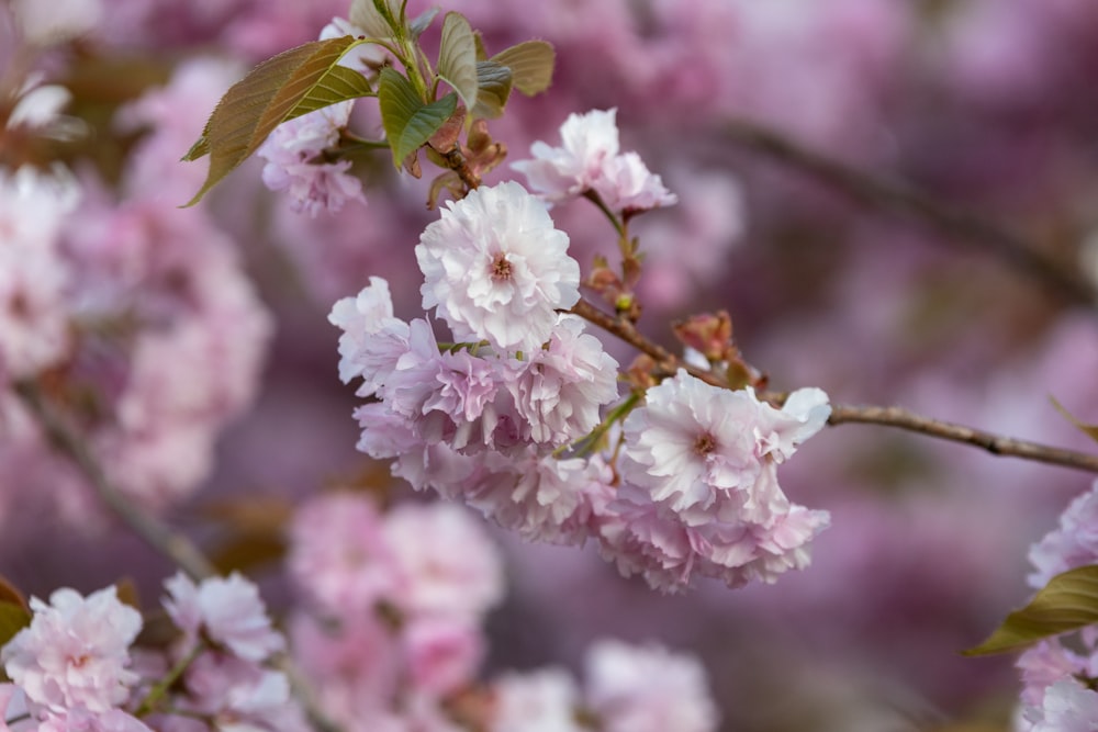 a close up of pink flowers on a tree